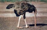 ostrich-head-in-sand
