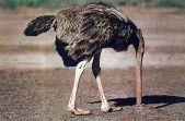 ostrich-head-in-sand